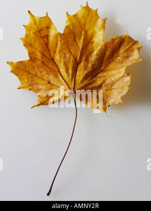 Herbst Blatt. Einzigen Fall Blatt gegen weiß. Natürliche Farben und Texturen. Stockfoto