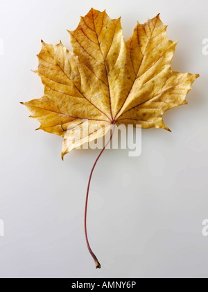 Herbst Blatt. Einzigen Fall Blatt gegen weiß. Natürliche Farben und Texturen. Stockfoto