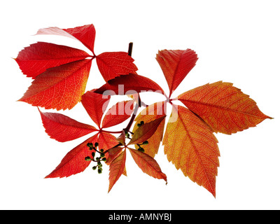 Herbst Blatt. Einzigen Fall Blatt gegen weiß. Natürliche Farben und Texturen. Stockfoto