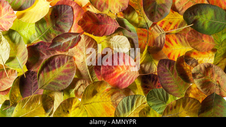 Blatt. Herbst, Blätter fallen. Natürliche Farben und Texturen. Stockfoto