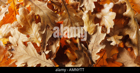 Eichenblatt. Herbst, Blätter fallen. Natürliche Farben und Texturen. Stockfoto