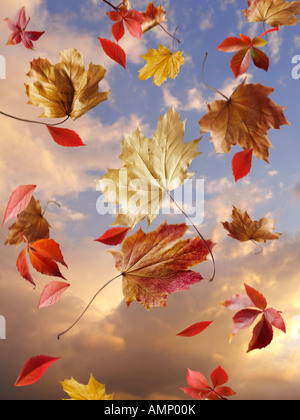 Fallende Blätter im Herbst gegen Sonnenuntergang bewölktem Himmel. Bunte Blätter und natürlichen Farben. Stockfoto