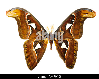 Nahaufnahme von einem Kaiser Motten Flügel, seine natürliche Texturen und Muster. Stockfoto