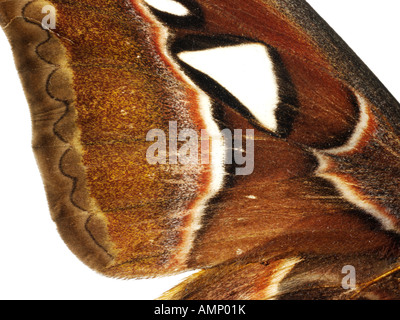 Extreme Nahaufnahme eines Kaisers Motten Flügel zeigen im Detail natürlichen Texturen und Muster. Stockfoto