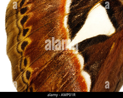 Extreme Nahaufnahme eines Kaisers Motten Flügel zeigen im Detail natürlichen Texturen und Muster. Stockfoto