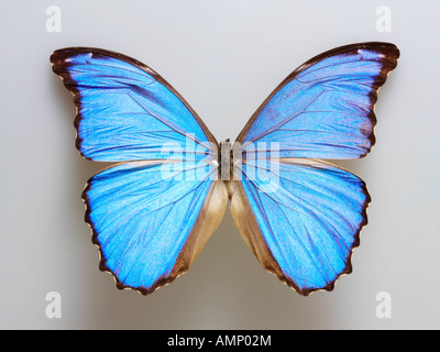 Top Shot plan extreme Nahaufnahme eines Menelaus blaue Morpho (Morpho menelaus) Schmetterling, eröffnete Winged, vor einem weißen Hintergrund im Studio Stockfoto