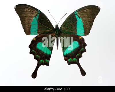 Top Shot Draufsicht auf einen Schwalbenschwanz Schmetterling, eröffnete Winged, vor einem weißen Hintergrund im Studio Stockfoto