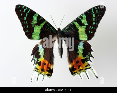 Top Shot Draufsicht auf einen Schwalbenschwanz Schmetterling, eröffnete Winged, vor einem weißen Hintergrund im Studio Stockfoto