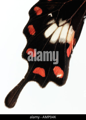 Top Shot Draufsicht auf einen Schwalbenschwanz Schmetterling, eröffnete Winged, vor einem weißen Hintergrund im Studio Stockfoto