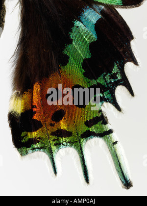 Top Shot Draufsicht auf einen Schwalbenschwanz Schmetterling, eröffnete Winged, vor einem weißen Hintergrund im Studio Stockfoto