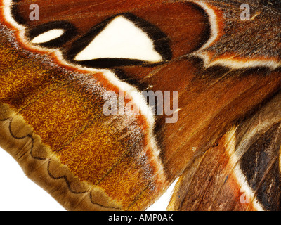 Extreme Nahaufnahme eines Kaisers Motten Flügel zeigen im Detail natürlichen Texturen und Muster. Stockfoto