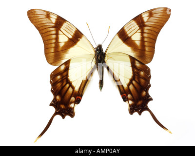 Top Shot Draufsicht auf einen Schwalbenschwanz Schmetterling, eröffnete Winged, vor einem weißen Hintergrund im Studio Stockfoto