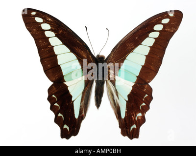 Top Shot Draufsicht auf einen Schwalbenschwanz Schmetterling, eröffnete Winged, vor einem weißen Hintergrund im Studio Stockfoto