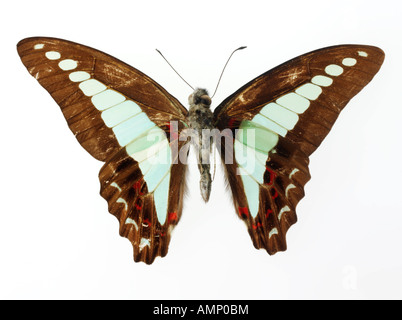 Top Shot Draufsicht auf einen Schwalbenschwanz Schmetterling, eröffnete Winged, vor einem weißen Hintergrund im Studio Stockfoto