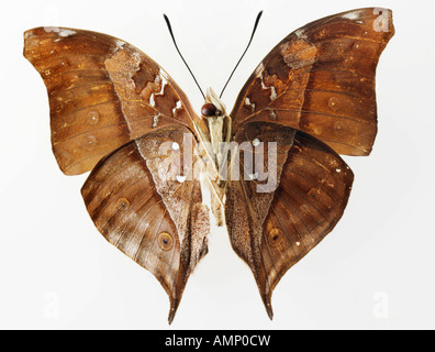 Top Shot Draufsicht auf einen Schwalbenschwanz Schmetterling, eröffnete Winged, vor einem weißen Hintergrund im Studio Stockfoto