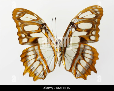 Top Shot Draufsicht auf einen Schwalbenschwanz Schmetterling, eröffnete Winged, vor einem weißen Hintergrund im Studio Stockfoto