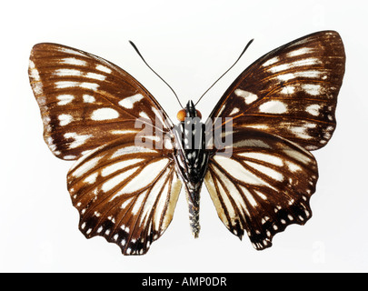 Top Shot Draufsicht auf einen Schwalbenschwanz Schmetterling, eröffnete Winged, vor einem weißen Hintergrund im Studio Stockfoto