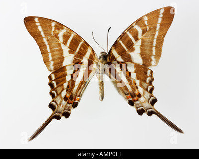 Top Shot Draufsicht auf einen Schwalbenschwanz Schmetterling, eröffnete Winged, vor einem weißen Hintergrund im Studio Stockfoto