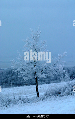 Ein Baum im winter Stockfoto