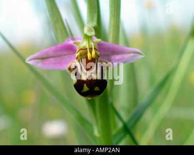 Ophrys Abeille Ophrys Apifera Blume Biene Orchidee biogeographischen Region biogeographischen Regionen botanischen Arten Botanicals C Stockfoto