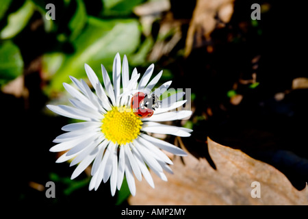 Ein Marienkäfer auf ein Gänseblümchen an einem sonnigen Tag. Nach wenigen Sekunden es breitet seine Flügel und fliegt weg. Stockfoto