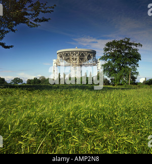 Der Riese Mk1A Jodrell Bank Radioteleskop und unreifen Ernte Feld, in der Nähe von Holmes Chapel, Cheshire, England, UK Stockfoto