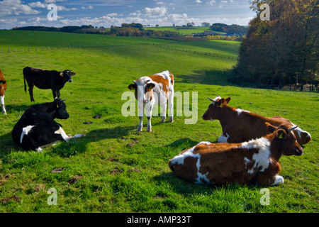 Kühe auf der Weide Stockfoto