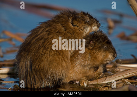 Bisamratten Ondatra Zibethica New York vor allem Wasserpflanzen Stockfoto