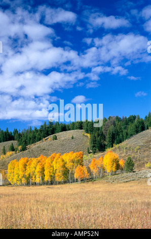 Espen Hain voller Herbst Farbe in einem Feld von Gräsern inmitten inmitten einer Wiese in der Nähe von Oxbow des Snake River Stockfoto