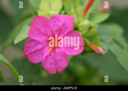 Vier Uhr Blume oder Marvel von Peru, Mirabilis Jalapa. Nahaufnahme der Blüte Pflanze Stockfoto