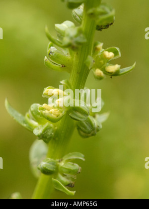 Wildrüben, Beta vulgaris Stockfoto