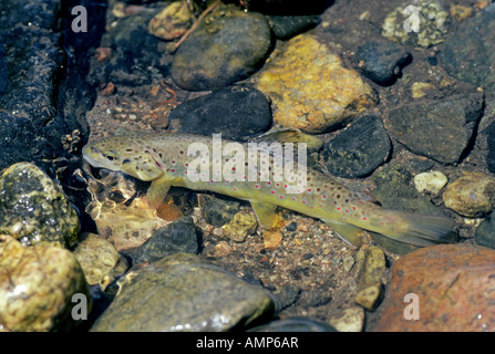 Eine große deutsche Bachforelle warten auf schwimmenden Insekten in einem Forellenbach in den Rocky Mountains in der Nähe von Salinas Colorado Stockfoto