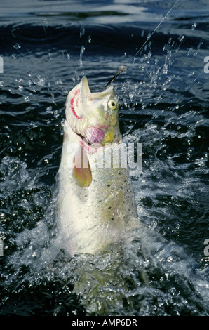 Eine große Colorado Cutthroat-Forelle nimmt eine Fliege durch ein Fliegenfischer in einen Bergsee in den zentralen Colorado Rockies angeboten Stockfoto