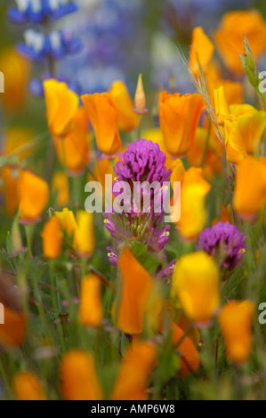 Ein einzelner lupine Wildblumen in der Mitte der Mohn Stockfoto