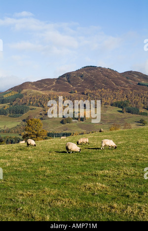 dh Scottish Blackface Schafe SCHAFE PERTHSHIRE Schafe Herde in Hanglage Field Highlands Farmland schottland Hochland Hügellandschaft Portrait Weiden uk Stockfoto