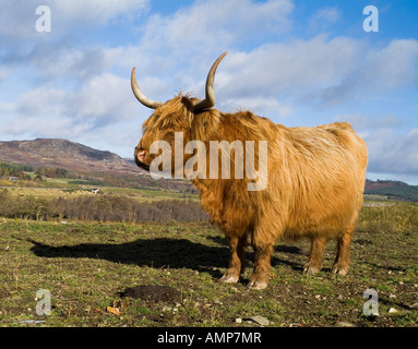 Dh Highland Kuh Rinder de Schottisches Hochlandrind Kuh in Feld Kingussie Stockfoto