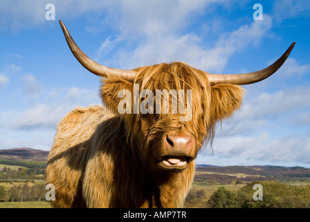 dh Scottish Highland Cow CATTLE SCHOTTLAND Nahaufnahme Kopfhörner zottige gehörnte Kühe Tiergesicht Stockfoto