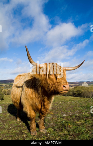 Dh Ruthven Barracks KINGUSSIE INVERNESSSHIRE Garnison Kaserne Jacobite Ära und Highland Kuh schottische Rasse Schottland Stockfoto