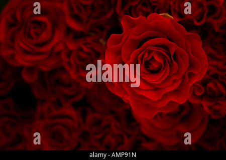 Nahaufnahme von Strauß roter Rosen, die auf der Suche direkt nach unten Stockfoto