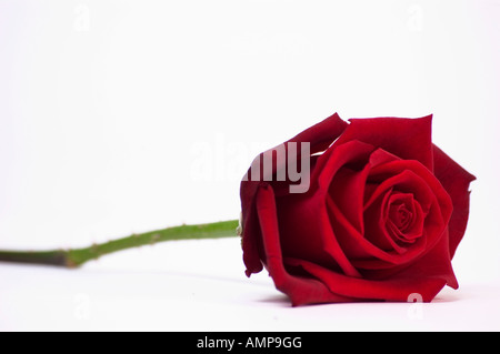 Nahaufnahme von einzelnen roten Rose auf weißem Hintergrund Stockfoto