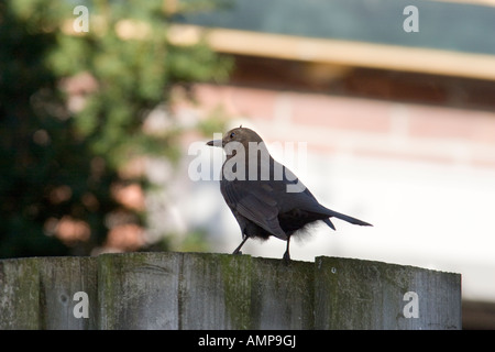 Weibliche Amsel auf Zaun Stockfoto