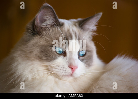 Eine acht Monate alte männliche Ragdoll Katze zeigt seine blauen Bicolor Gesichts Markierungen in England UK EU Stockfoto