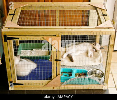 Ein geräumiger Käfig aus Holz bietet einen sicheren Hafen für junge Ragdoll ein Männchen eine weibliche Alter von drei Jahren Kätzchen 3 Monate Stockfoto