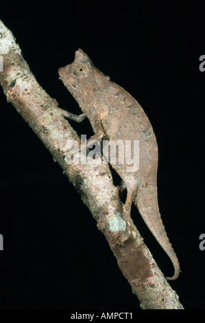 Stumpf-tailed Chamäleon (Brookesia Superciliaris), WILD, Andasibe-Mantadia Nationalpark Perinet Reservat, Madagaskar Stockfoto