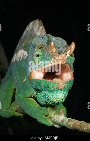 Parsons Chamäleon (Calumna Parsonii) Wild Andasibe-Mantadia Nationalpark Perinet Reservat, Madagaskar August 2006 Stockfoto