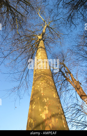 Platanus acerifolia Stockfoto