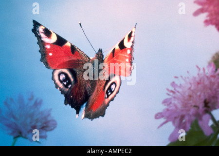 Tagpfauenauge im Flug Inachis Io Stockfoto