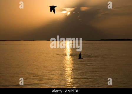 Möwen bei Sonnenaufgang, Clarence Town, Long Island, Bahamas Stockfoto