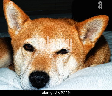 Shiba Inu auf Bett liegend Stockfoto