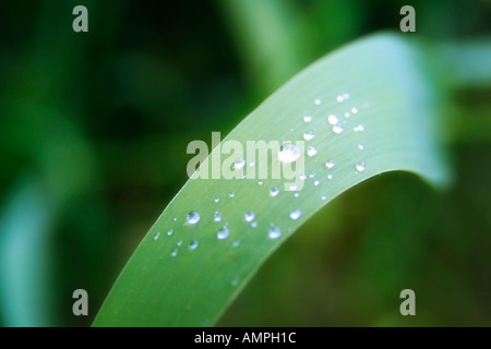 Wassertropfen auf einer Beurlaubung Stockfoto